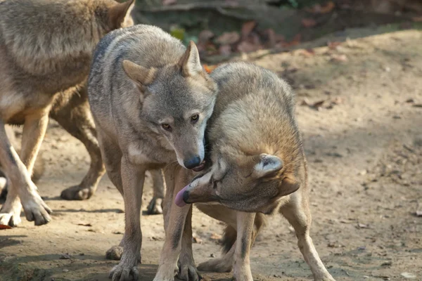 Gray Wolves — Stock Photo, Image