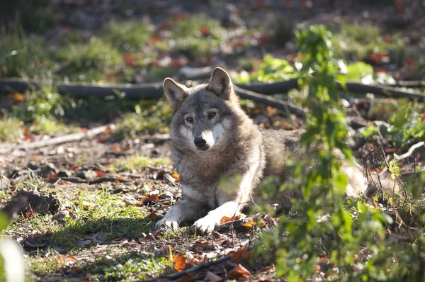 Gray Wolf Laid — Stock Photo, Image