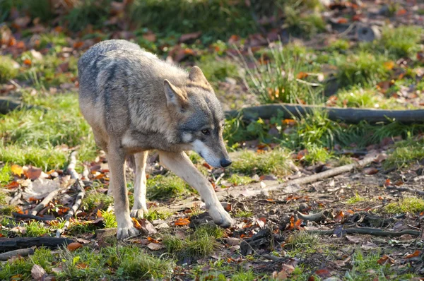 Šedý vlk v lese — Stock fotografie