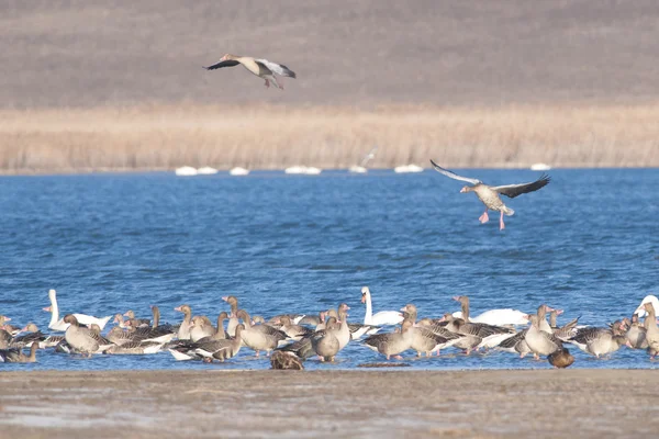 Ganso de Greylag —  Fotos de Stock