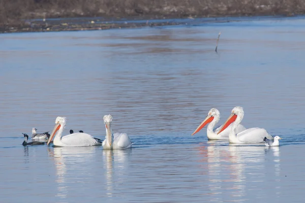 Dalmatští pelikáni — Stock fotografie