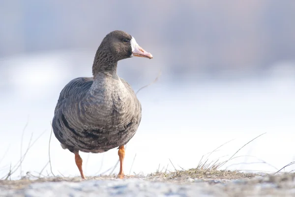 Vit frontad gås — Stockfoto