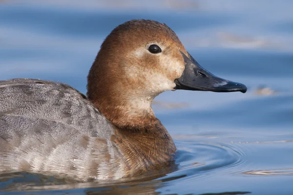 Pochard femelle — Photo