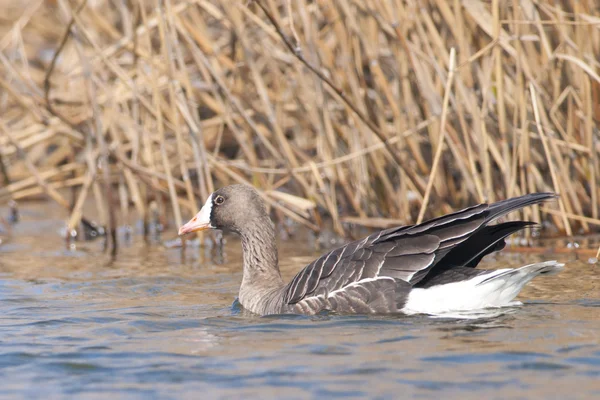 White Fronted Goose — Stock Photo, Image