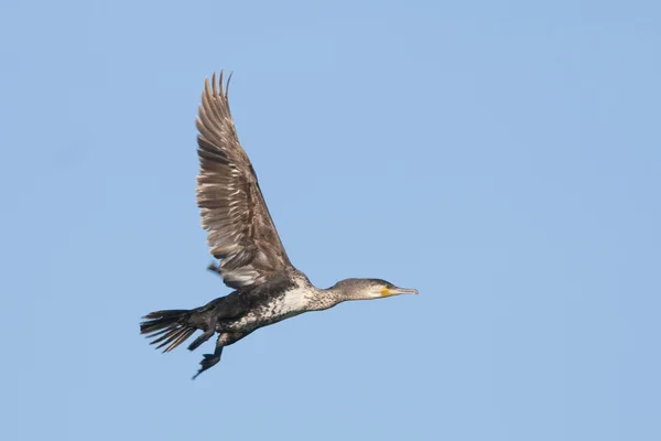 Great Cormorant — Stock Photo, Image