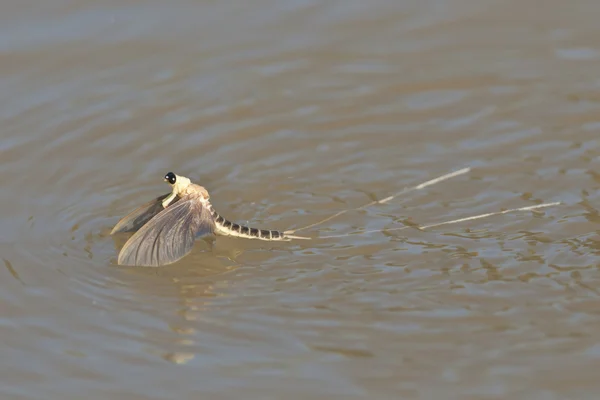 Mayflies emergiendo — Foto de Stock