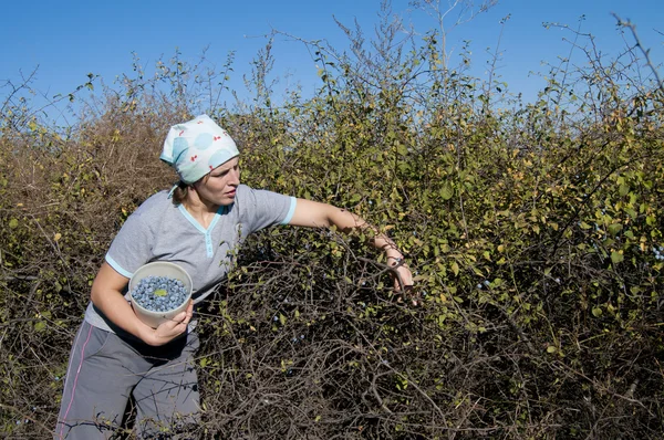 Young Woman picking sloe or blackthorn fruits — Stock Photo, Image