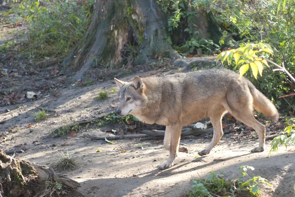 Lobo gris en el bosque —  Fotos de Stock