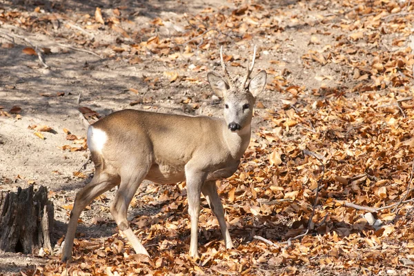 Roe Deer Buck — Stock Photo, Image