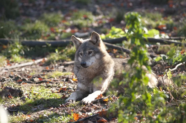 Lobo gris acostado — Foto de Stock