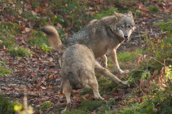 Lobos grises —  Fotos de Stock