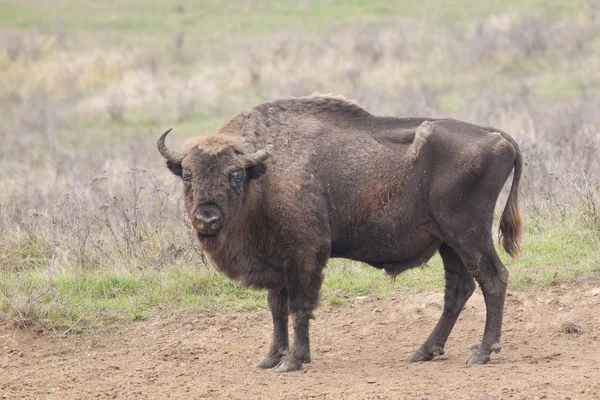 ยุโรป Bison Bull — ภาพถ่ายสต็อก