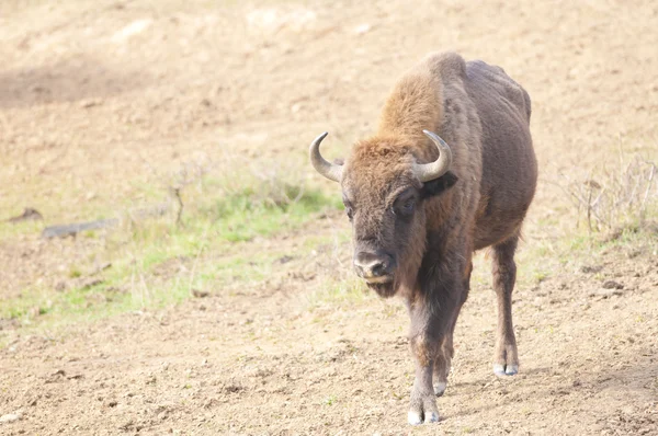 European Bison — Stock Photo, Image