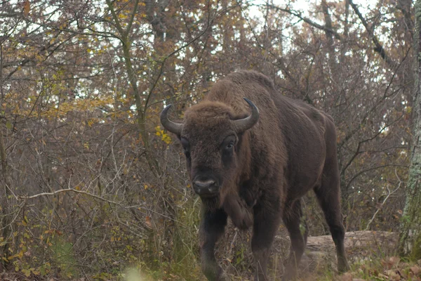 Avrupa bizonu erkek — Stok fotoğraf
