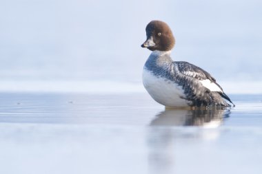 GoldenEye ördek