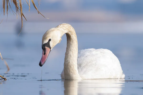 Mute Swan on water — Stock Photo, Image