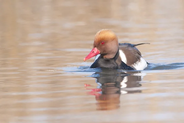 Pochard Crested vermelho — Fotografia de Stock