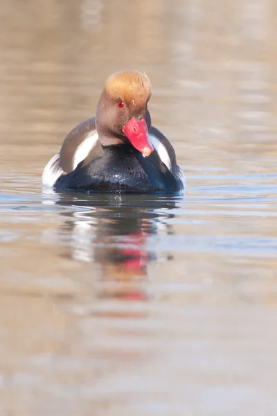 Pochard Crested vermelho — Fotografia de Stock