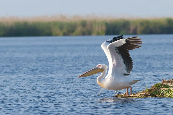 Witte pelikanen — Stockfoto