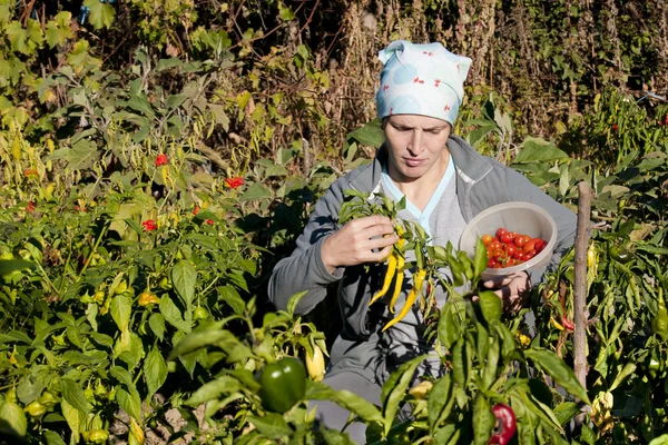 Young Woman picking hot peppers — Stock Photo, Image