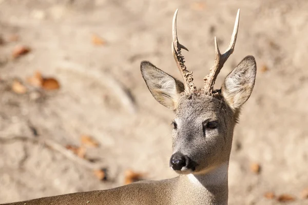 Roe Deer Male — Stock Photo, Image
