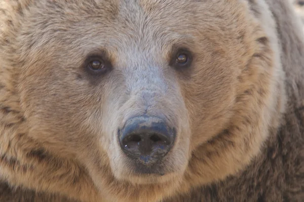 Braunbär — Stockfoto