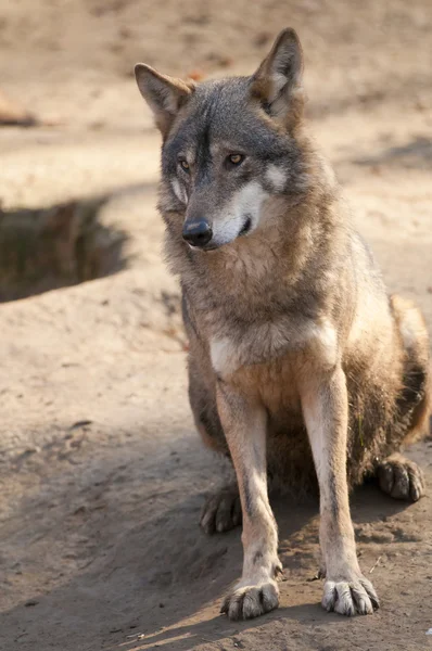 Сидит Серый Волк — стоковое фото