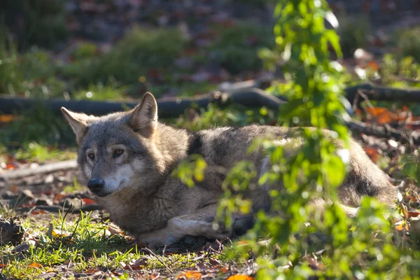 Grijze wolf gelegd — Stockfoto