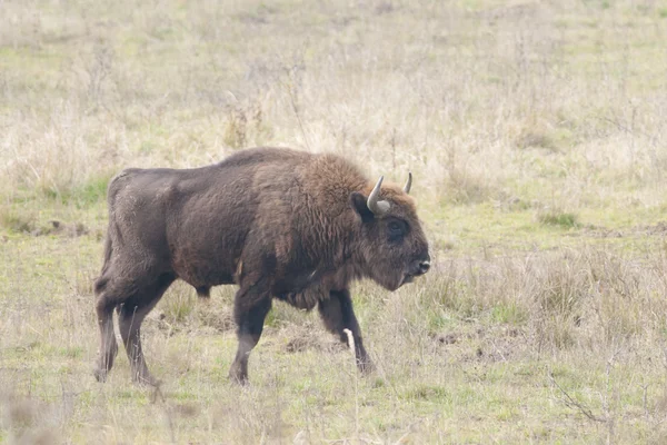 Bison Bull europeo — Foto de Stock