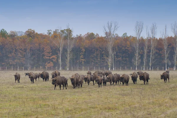 Manada europeia de bisões — Fotografia de Stock
