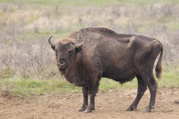 European Bison Bull — Stock Photo, Image