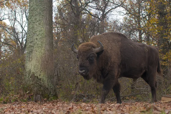Europese bizon man — Stockfoto