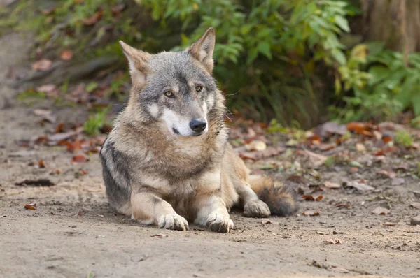 Серый волк Лаид — стоковое фото