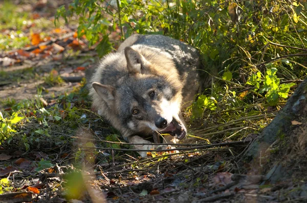 Lobo gris —  Fotos de Stock