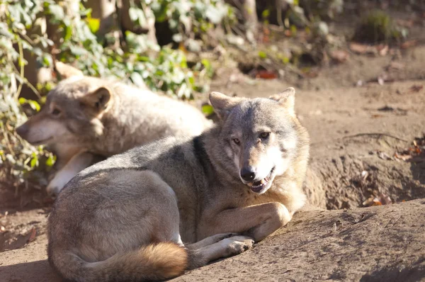 Grauwolf gelegt Stockfoto