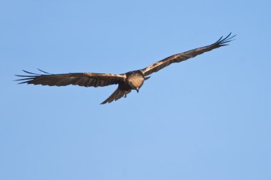 Marsh harrier