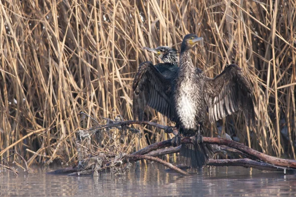 Kormoran w zimie — Zdjęcie stockowe