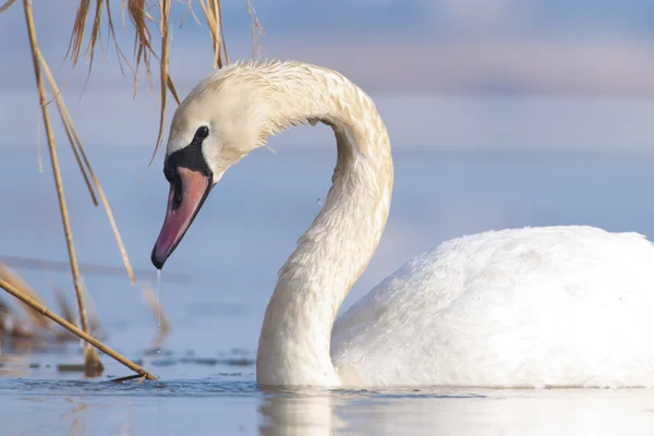 Knobbelzwaan op water — Stockfoto