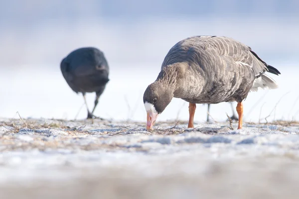 Weißstirngans — Stockfoto