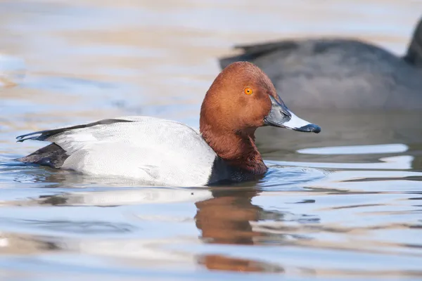 Pochard (Aythya ferina ) —  Fotos de Stock