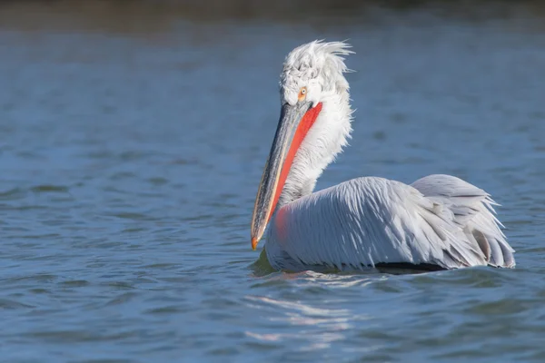 Dalmatian Pelican — Stock Photo, Image