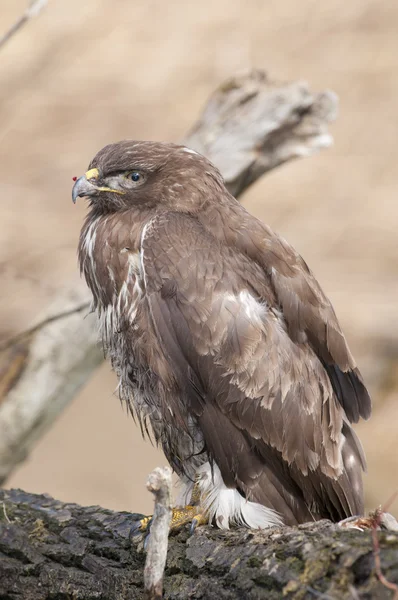 Buzzard comum — Fotografia de Stock