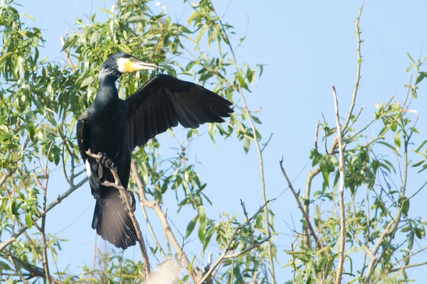 Cormorant besar — Stok Foto