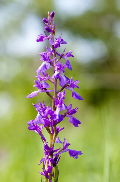 Anacamptis Palustris Palustris - wild orchid — Stock Photo, Image