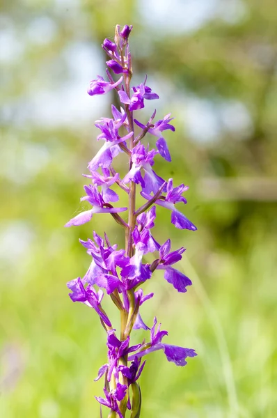 Anacamptis Palustris Palustris - wild orchid — Stock Photo, Image