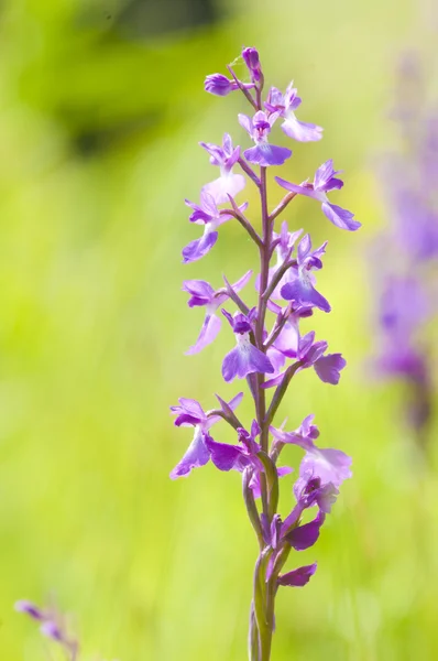 Mocsári kosbor Palustris - wild orchid — Stock Fotó