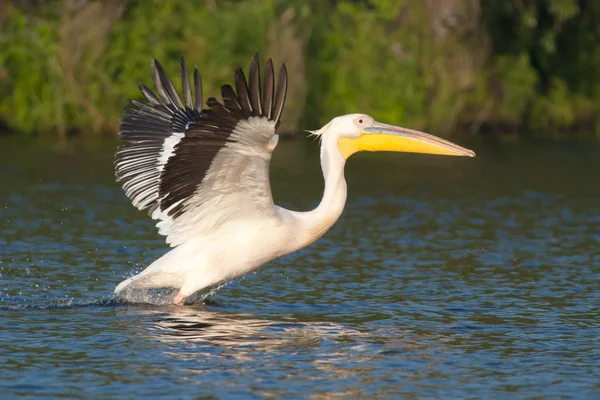 Witte pelikanen — Stockfoto