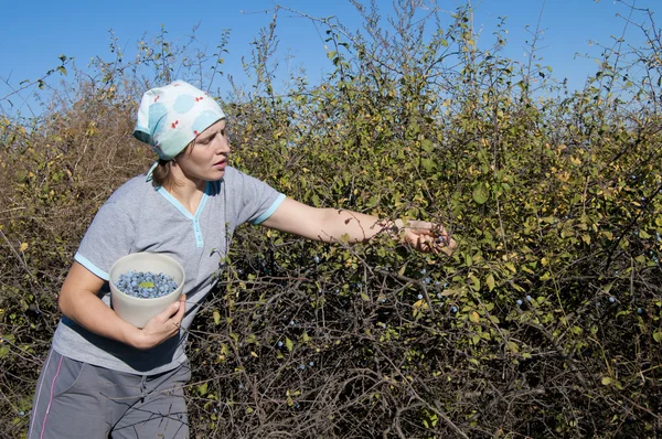 Young Woman picking sloe or blackthorn fruits — Stock Photo, Image