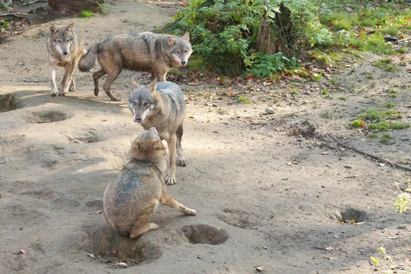 Gray Wolves — Stock Photo, Image