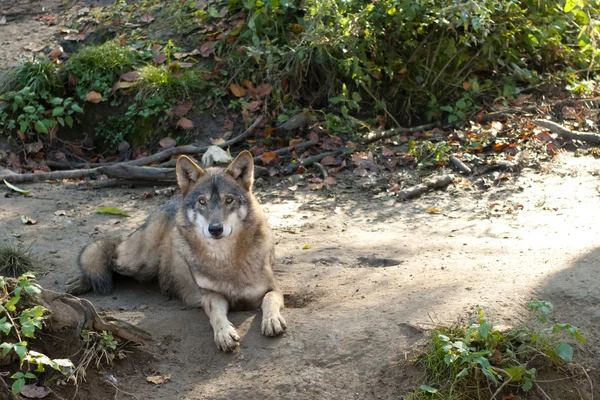 Grijze wolf gelegd — Stockfoto